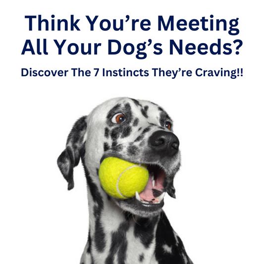 dog enrichment toys