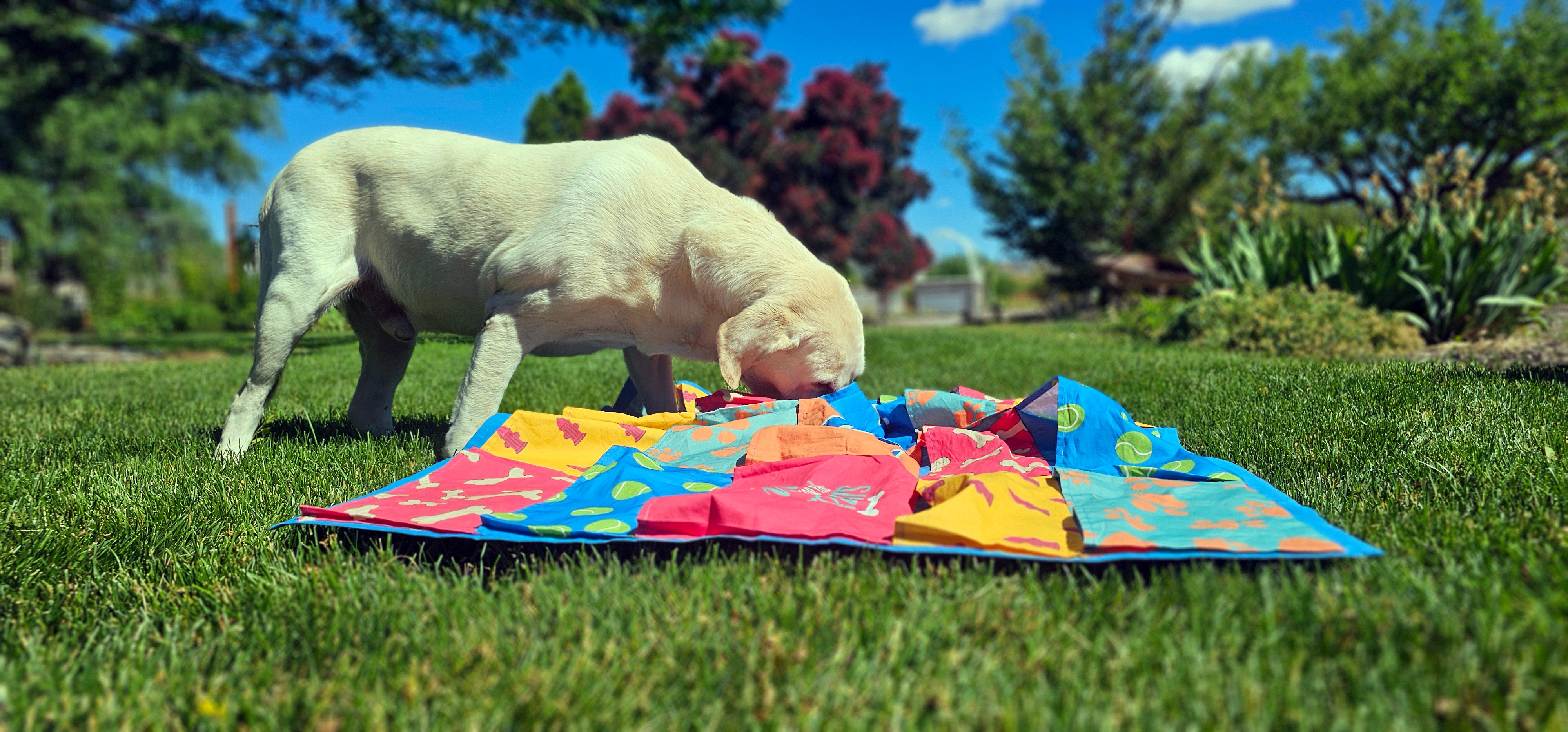 The Best Snuffle Mat For Large Dogs – The Peppy Pup