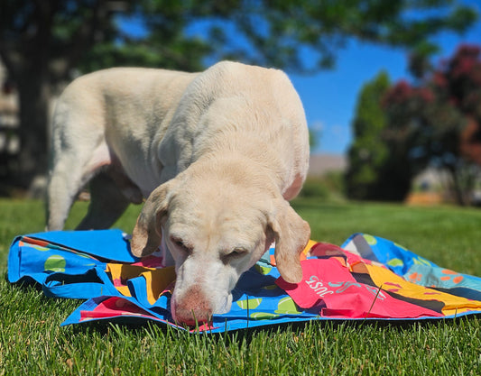 nosework games for dogs using the busy blanket