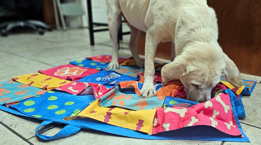 nose work games for dogs like the busy blanket