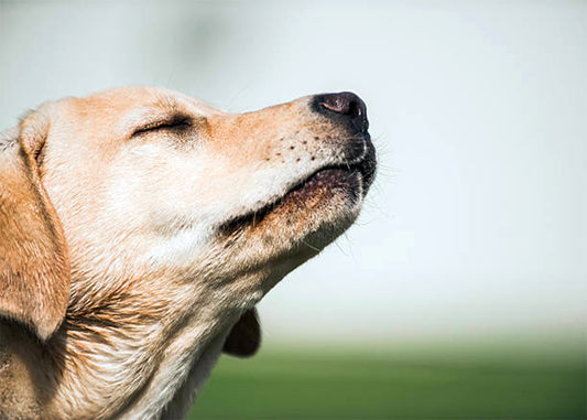 nose work games for dogs like the busy blanket snuffle mat for dogs can improve your dog's life